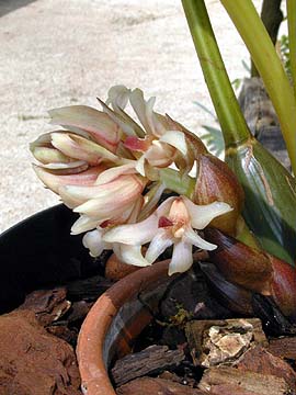 xilobium_variegatum 